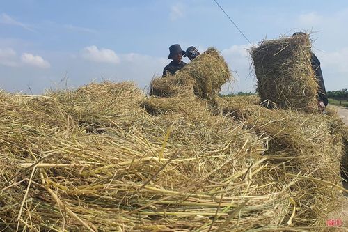 Rơm sau khi thu gom trở thành nguồn nguyên liệu phục vụ nhiều lĩnh vực như trồng nấm, làm thức ăn cho gia súc, sản xuất phân bón hữu cơ…
