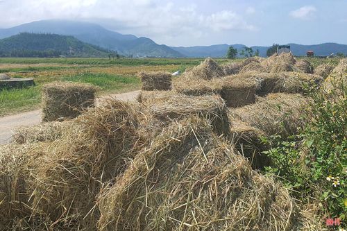 Bà Phạm Thị Thanh Duyên - Phó Trưởng phòng Trồng trọt (Chi cục Trồng trọt và Chăn nuôi Hà Tĩnh) cho hay: “Việc bà con làm sạch đồng ruộng sớm đã tạo được thế chủ động để triển khai vụ hè thu thuận lợi. Việc dùng máy cuộn rơm để thu gom, tái sử dụng rơm rạ mang lại nhiều lợi ích thiết thực. Không chỉ hạn chế tình trạng đốt rơm gây ô nhiễm môi trường mà còn góp phần nâng cao giá trị phụ phẩm nông nghiệp, tăng thu nhập cho người dân.”