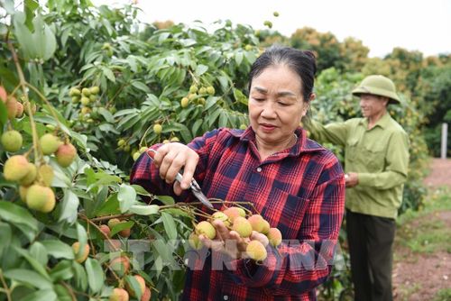 Người dân chăm sóc vườn vải. Ảnh: Thanh Thương - TTXVN