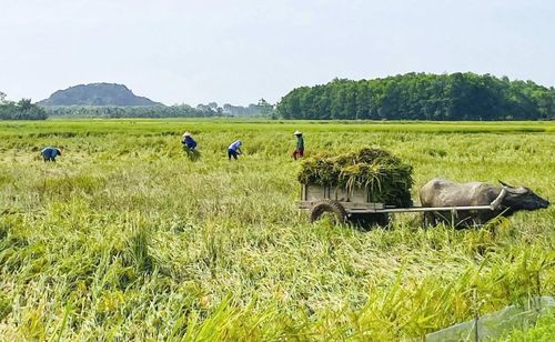 Người dân xã Quý Lộc thu hoạch lúa xuân bị dông lốc gây gãy đổ.