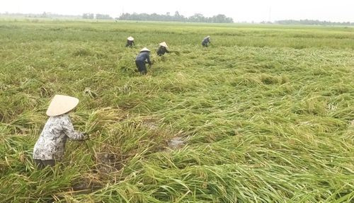 Người dân xã Hoằng Châu thu hoạch diện tích lúa xuân bị gãy đổ do thiên tai gây ra.