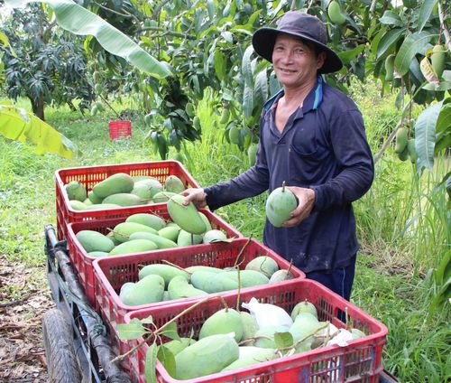 Nông dân xã Cù Lao Giêng thu hoạch xoài xuất khẩu. Ảnh: HẠNH CHÂU