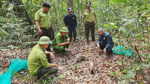 2 cá thể Tê tê Java khỏe mạnh tại thời điểm thả về môi trường tự nhiên. Ảnh: ĐVCC