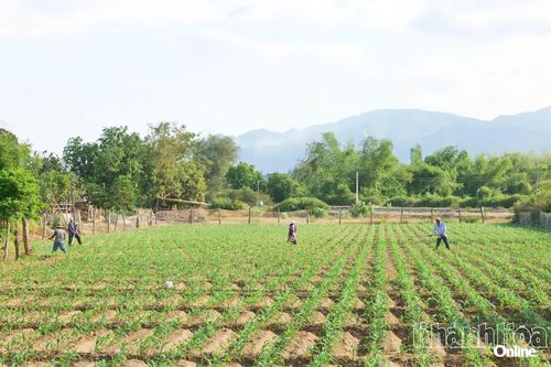 Nhiều diện tích sản xuất tại xã Phước Hậu phụ thuộc nguồn nước từ hệ thống thủy lợi để đảm bảo vụ hè thu giữa cao điểm mùa khô.