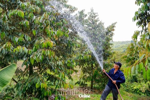 Người dân thôn Xóm Cỏ (xã Khánh Sơn) tưới nước cho cây sầu riêng.