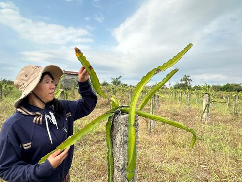 Nông dân xã Hàm Liêm đang tính toán chuyển đổi cây trồng trên diện tích thanh long cằn cỗi