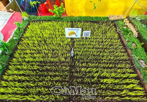 Cà Mau là một trong những địa phương tham gia tích cực Ðề án 1 triệu héc-ta lúa chất lượng cao. (Trong ảnh: Mô hình cánh đồng mẫu "lúa thơm - tôm sạch").