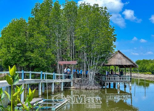 Phát triển mô hình tôm sinh thái kết hợp du lịch cộng đồng là hướng đi mang lại thu nhập cao và bền vững cho người dân xã Đất Mũi.