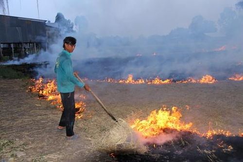 Nông dân ĐBSCL vẫn còn thói quen đốt rơm sau vụ thu hoạch