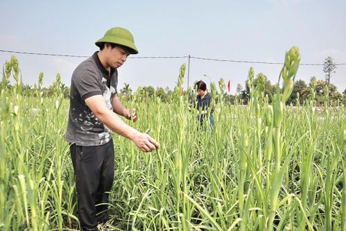 Theo đề án, xã Hát Môn phấn đấu đến năm 2030 đạt chuẩn nông thôn mới hiện đại theo bộ tiêu chí mới. Trong ảnh: Vùng chuyên canh hoa huệ Tam Thuấn, xã Hát Môn. Ảnh: Nguyễn Mai