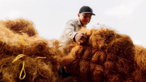 Công nhân làng nghề An Thạnh gom, đóng kiện xơ dừa thành phẩm trước khi đưa đi tiêu thụ và xuất khẩu sang nhiều thị trường. (Ảnh: Trí Trần).