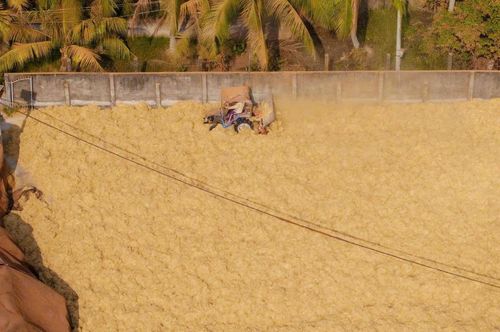 Trên các bãi sân rộng, từng lớp xơ dừa trải dài dưới nắng. (Ảnh: Trí Trần).