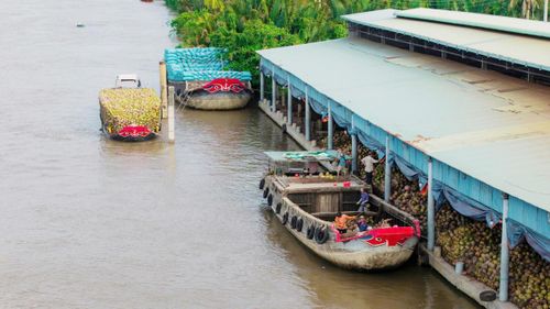 Ghe xuồng chở đầy dừa khô tấp nập cập bến các cơ sở sản xuất chỉ xơ dừa ven sông Thom mỗi ngày. (Ảnh: Trí Trần).