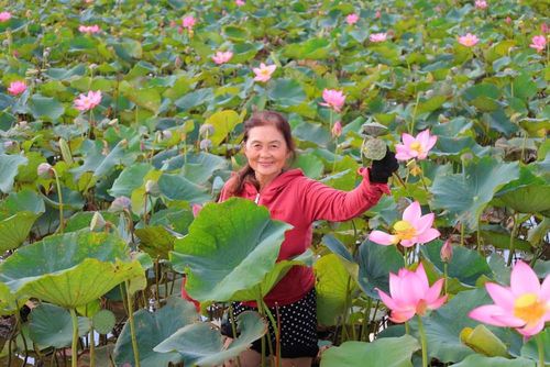 Đầm sen từng là vùng đất trũng, hoang hóa nhiều năm