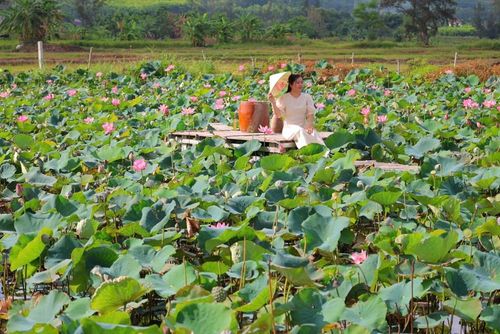 Mùa sen nở góp phần tạo điểm nhấn cho du lịch cộng đồng ở vùng quê Sơn Mỹ, xã Tịnh Khê