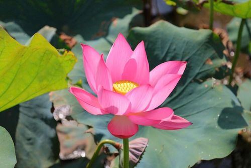 Những bông sen hồng bung nở tạo nên khung cảnh thanh bình, thơ mộng