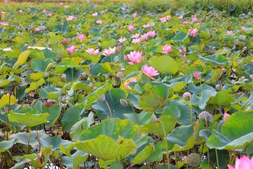 Từ vùng đất trũng, những bông sen hồng mộc mạc bung nở, tỏa hương thơm dịu nhẹ