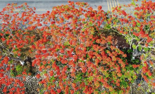 Con đường phượng Lấp Vò nở hoa đỏ rực. Ảnh: Nhựt An - TTXVN