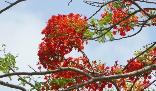 Hoa phượng nở đỏ rực rỡ. Ảnh: Nhựt An - TTXVN