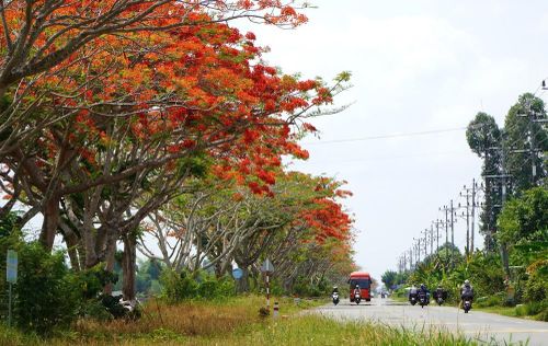 Con đường hoa phượng ở xã Lấp Vò, tỉnh Đồng Tháp. Ảnh: Nhựt An - TTXVN