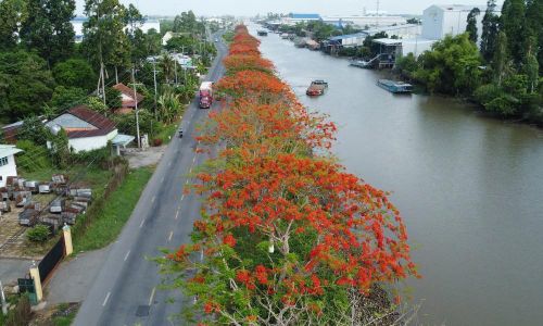 Hàng phượng nở hoa rực rỡ bên kênh xáng Lấp Vò (xã Lấp Vò, tỉnh Đồng Tháp). Ảnh: Nhựt An - TTXVN