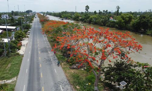Hàng phượng nở hoa rực rỡ dọc Quốc lộ 80 đoạn qua xã Lấp Vò (Đồng Tháp). Ảnh: Nhựt An - TTXVN