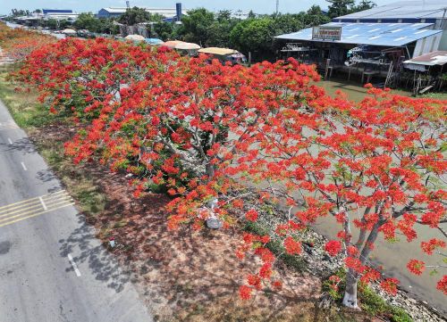 Đường hoa phượng đỏ rực rỡ bên bờ kênh xáng Lấp Vò (Đồng Tháp). Ảnh: Nhựt An - TTXVN