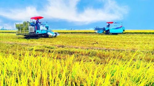 Nông dân Cần Thơ cơ giới hóa trong sản xuất lúa chất lượng cao.
