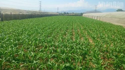Hàng trăm héc-ta cây trồng tại các vùng cuối nguồn đang mong đợi có được nước tưới ổn định để bảo đảm năng suất