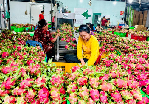 Công nhân Công ty TNHH Sơn Trà, Hiệp hội Thanh long Bình Thuận, tỉnh Lâm Đồng sơ chế thanh long sản xuất theo tiêu chuẩn GlobalGAP. Ảnh: NGỌC LÂN