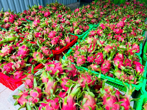 Thanh long của Hiệp hội Thanh long Bình Thuận, tỉnh Lâm Đồng được sơ chế theo tiêu chuẩn GlobalGAP. Ảnh: NGỌC LÂN
