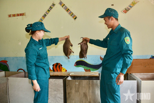  Mô hình chăn nuôi dúi sinh sản do Tiểu đội dân quân thường trực nữ đảm nhiệm bước đầu mang lại hiệu quả kinh tế khá cao.