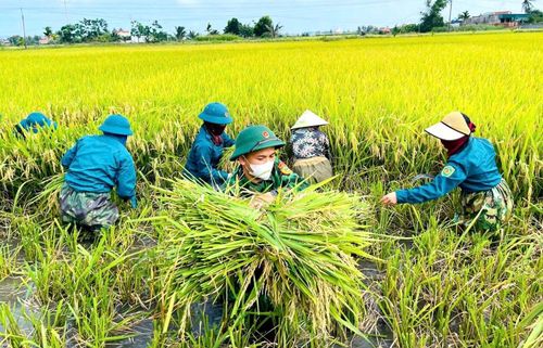Đoàn viên thanh niên cùng lực lượng vũ trang giúp các gia đình khó khăn thu hoạch lúa.