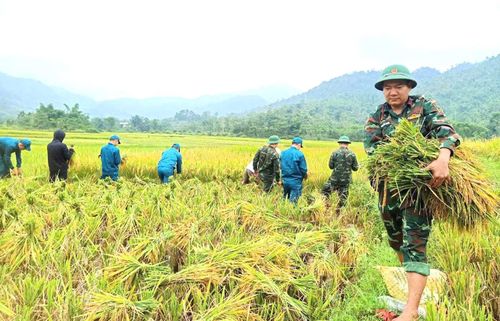 Tinh thần nhiệt huyết của tuổi trẻ và lực lượng vũ trang lan tỏa giữa mùa gặt tất bật.