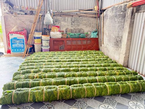 Sau đó lá thuốc lào được cuộn thành những cây thuốc lớn và thuốc được ủ 3 - 5 ngày tùy điều kiện