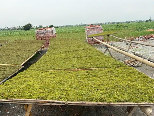 Tranh thủ thời tiết nắng to để phơi thuốc, thuốc được nắng sẽ vàng đẹp, đượm vị