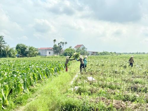 Lá thuốc căng, mọng, “no nhựa” được người dân thu hái dưới cái nắng oi ả đầu hè