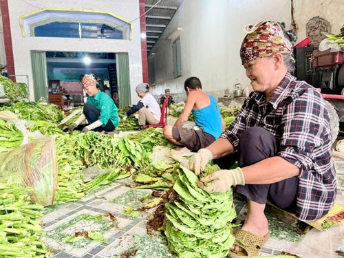 Thuốc lá thu hoạch về sẽ được người dân tiến hành khâu rọc, đòi hỏi sự khéo léo, nếu rọc không có kỹ thuật, lá thuốc sẽ bị rách