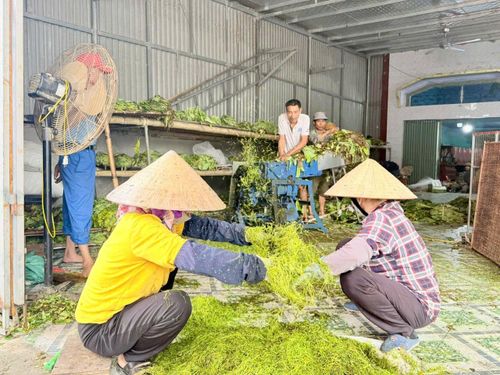 Khi thấy cuộn thuốc vàng ruộm thì tiến hành thái. Những cây thuốc lớn được người dân thái thủ công hoặc thái bằng máy