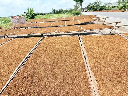 Thuốc lá phải phơi đủ nắng, khi nào sợi thuốc khô kiệt, chuyển màu nâu sẫm, nâu hạt cau hoặc vàng có mùi thơm là được mẻ thuốc