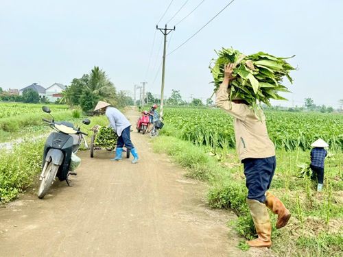 Tận dụng thời tiết nắng nóng người nông dân nơi đây hối hả thu hoạch thuốc 