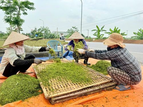 Thuốc lào thái sợi được rây trên các nong lớn hoặc phên để phơi sương và phơi nắng