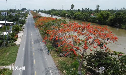 Hàng phượng nở hoa rực rỡ dọc Quốc lộ 80 đoạn qua xã Lấp Vò (Đồng Tháp). (Ảnh: Nhựt An/TTXVN)