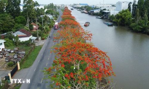 Hàng phượng nở hoa rực rỡ bên kênh xáng Lấp Vò (xã Lấp Vò, tỉnh Đồng Tháp). (Ảnh: Nhựt An/TTXVN)