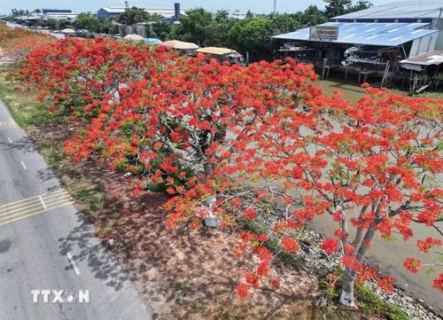 Đường hoa phượng đỏ rực rỡ bên bờ kênh xáng Lấp Vò (Đồng Tháp). (Ảnh: Nhựt An/TTXVN)