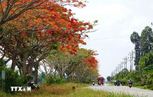 Con đường hoa phượng ở xã Lấp Vò, tỉnh Đồng Tháp. (Ảnh: Nhựt An/TTXVN)