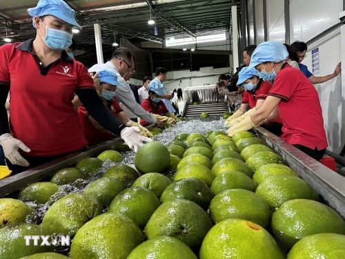 Khu sơ chế bưởi da xanh tại nhà máy Kim Thanh (xã Giao Long, tỉnh Vĩnh Long). (Ảnh: Huỳnh Phúc Hậu/TTXVN)