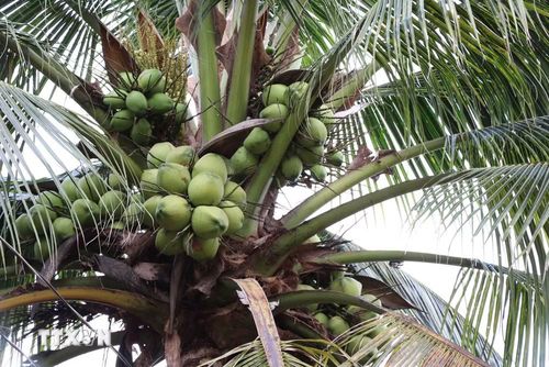 Vườn dừa trồng theo hướng hữu cơ tại Vĩnh Long. (Ảnh: Thanh Hòa/TTXVN)
