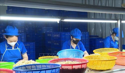 Trong bối cảnh giá nguyên liệu liên tục đi lên, giá xuất khẩu nhân điều trên thị trường quốc tế lại gần như “giậm chân tại chỗ”, khiến doanh nghiệp chế biến gặp nhiều áp lực trong việc cân đối chi phí và duy trì sản xuất. Ảnh: Đậu Tất Thành/TTXVN