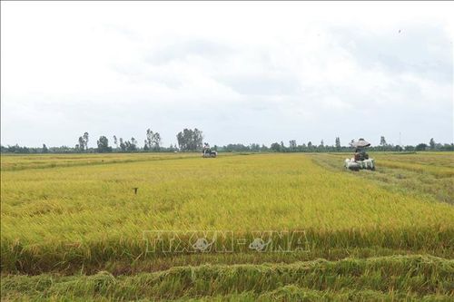 Các khâu chủ chốt như làm đất, bơm tưới và thu hoạch bằng máy gặt đập liên hợp trên địa bàn thành phố Cần Thơ đã được cơ giới hóa 100%. Ảnh: Thu Hiền/TTXVN
